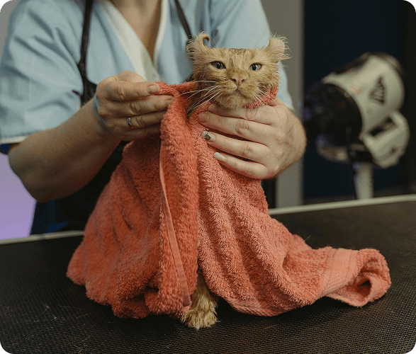 Gato